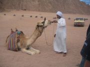 Janoinen kameli